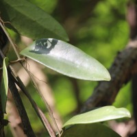 Hoya sp.